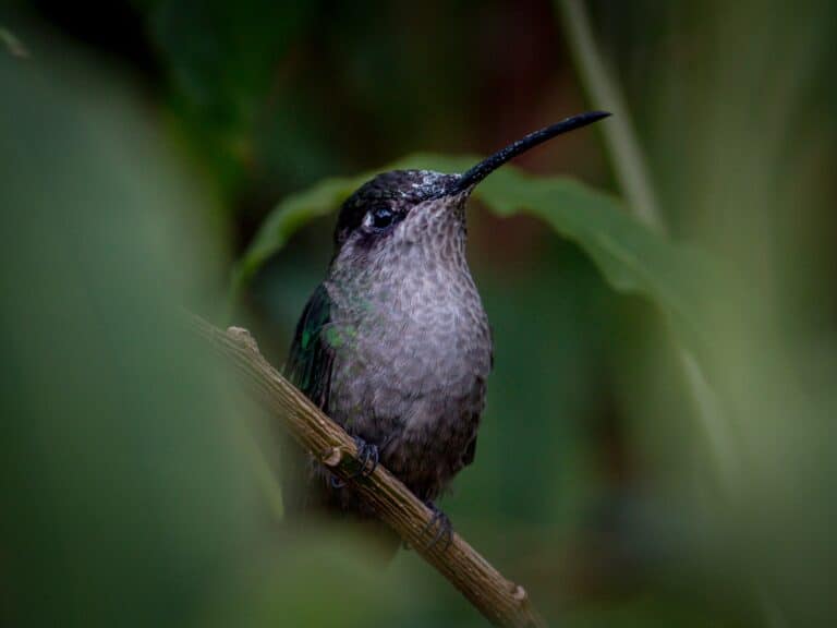 birdwatching in nosara