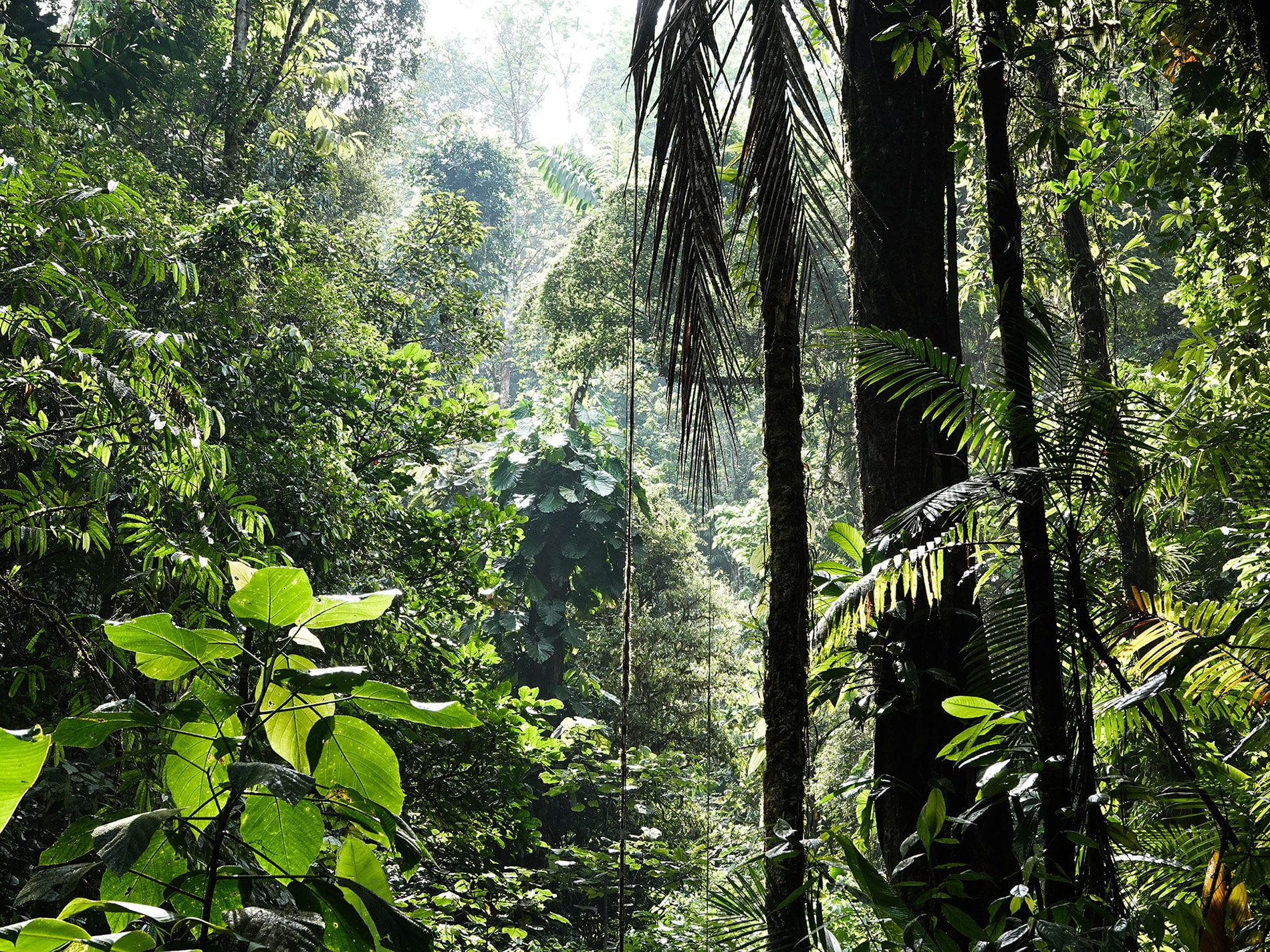 costa rican forest experience